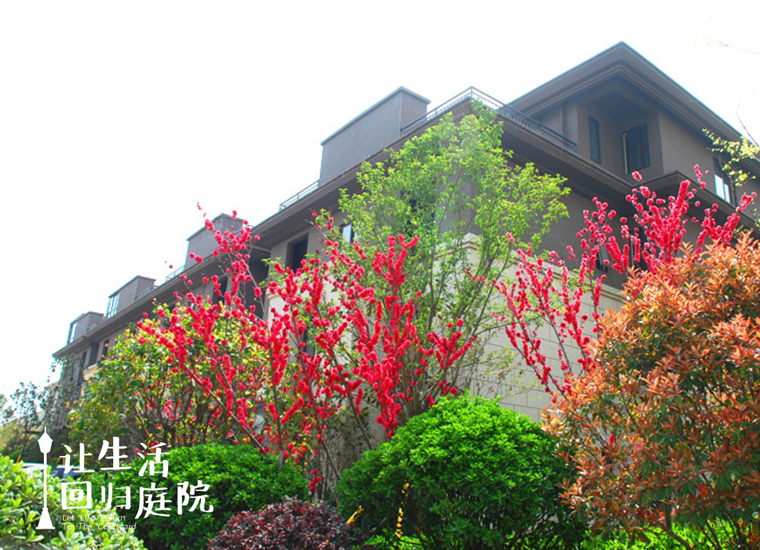 前后张望南阳50年：这样的庭院，，，很难再有了！